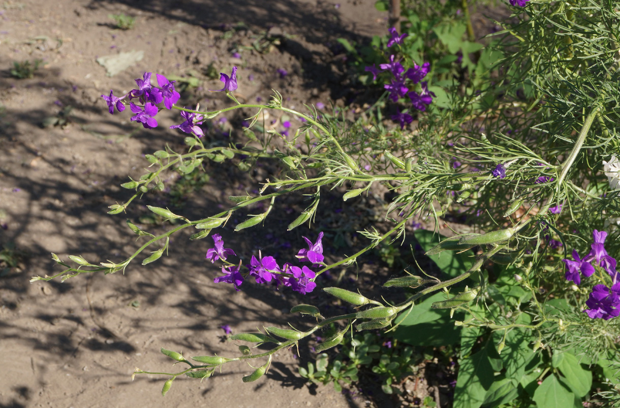 Изображение особи Delphinium ajacis.