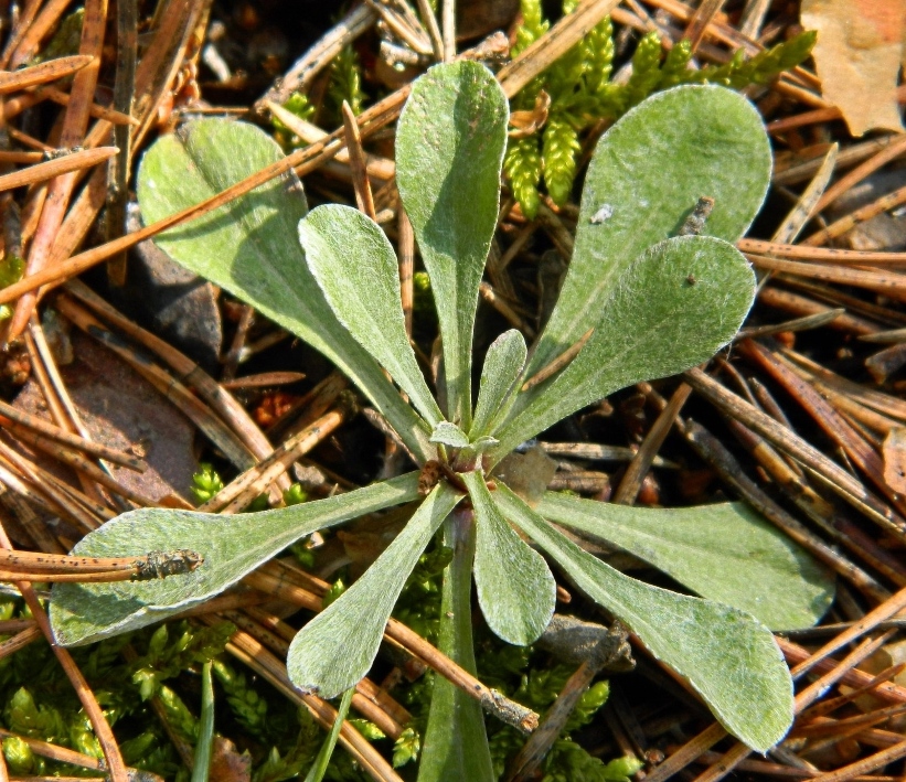 Image of Antennaria dioica specimen.