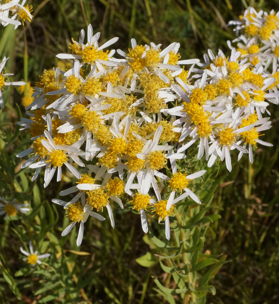 Image of genus Galatella specimen.