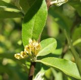 Elaeagnus umbellata