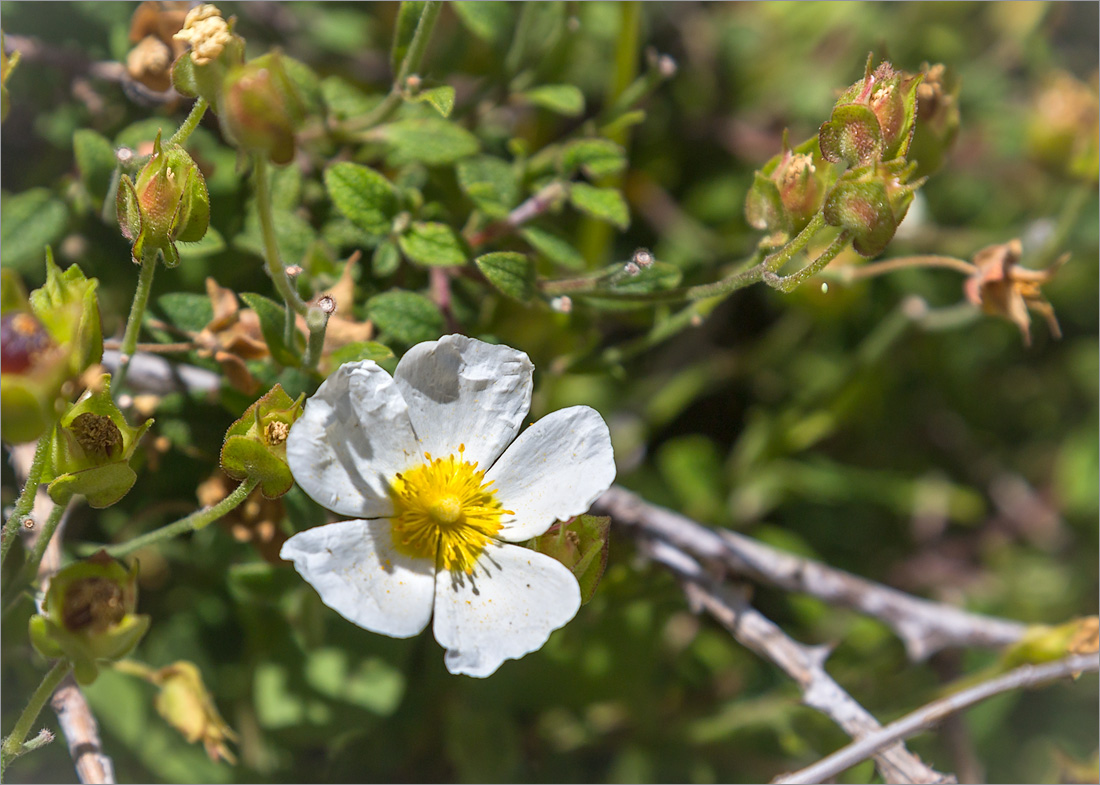 Изображение особи Cistus salviifolius.