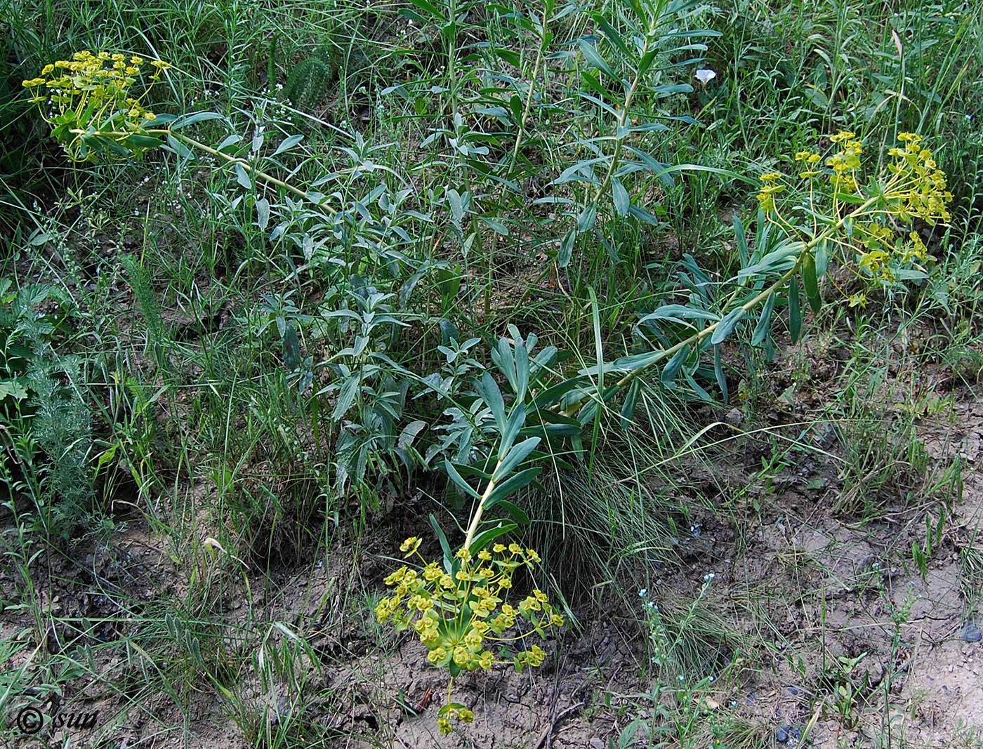 Image of Euphorbia stepposa specimen.