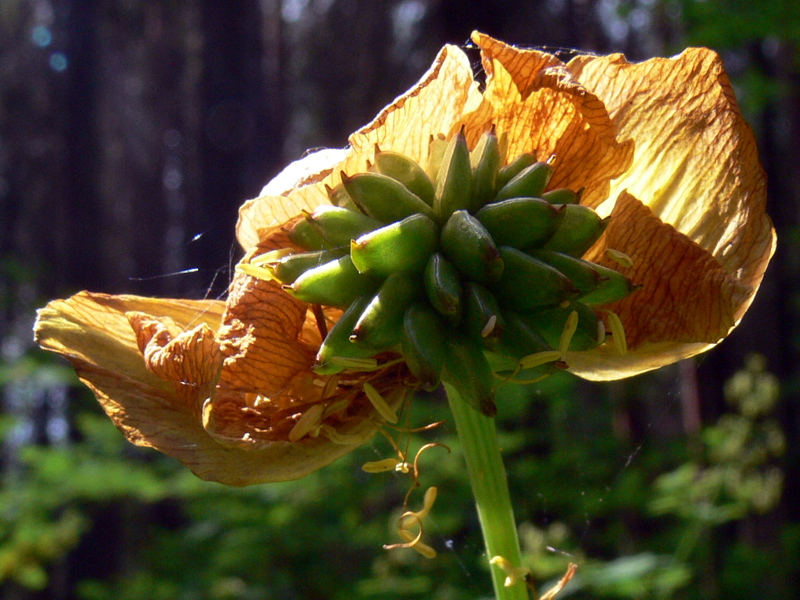 Изображение особи Trollius europaeus.