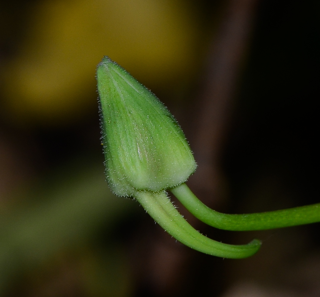 Image of Tropaeolum majus specimen.