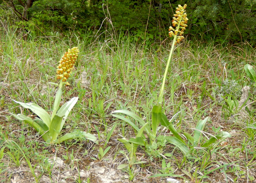 Изображение особи Orchis punctulata.