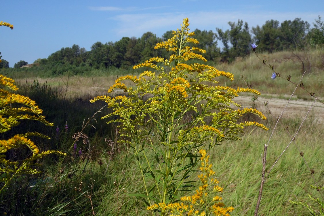 Image of Solidago canadensis specimen.