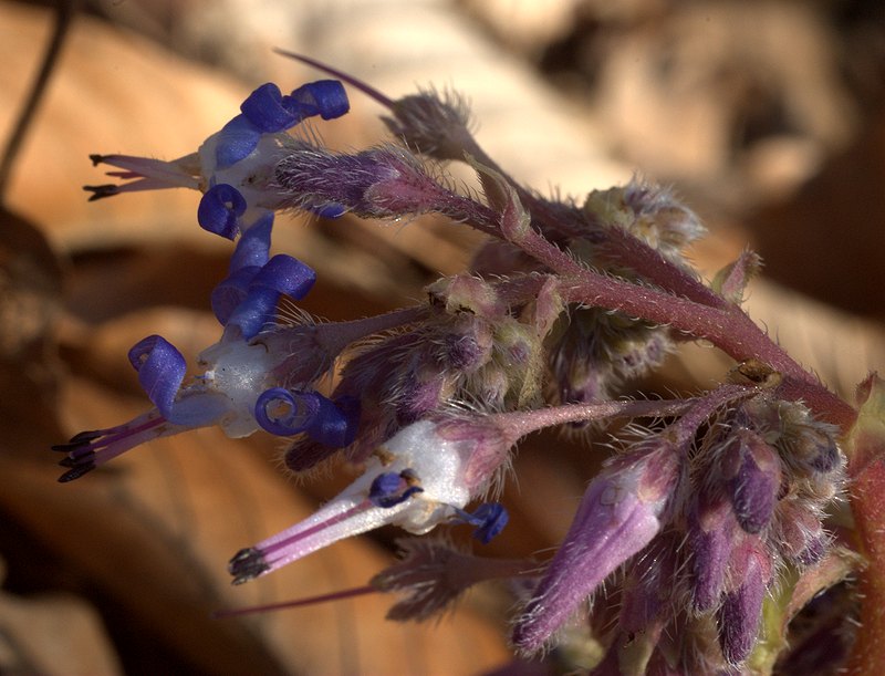 Image of Trachystemon orientalis specimen.