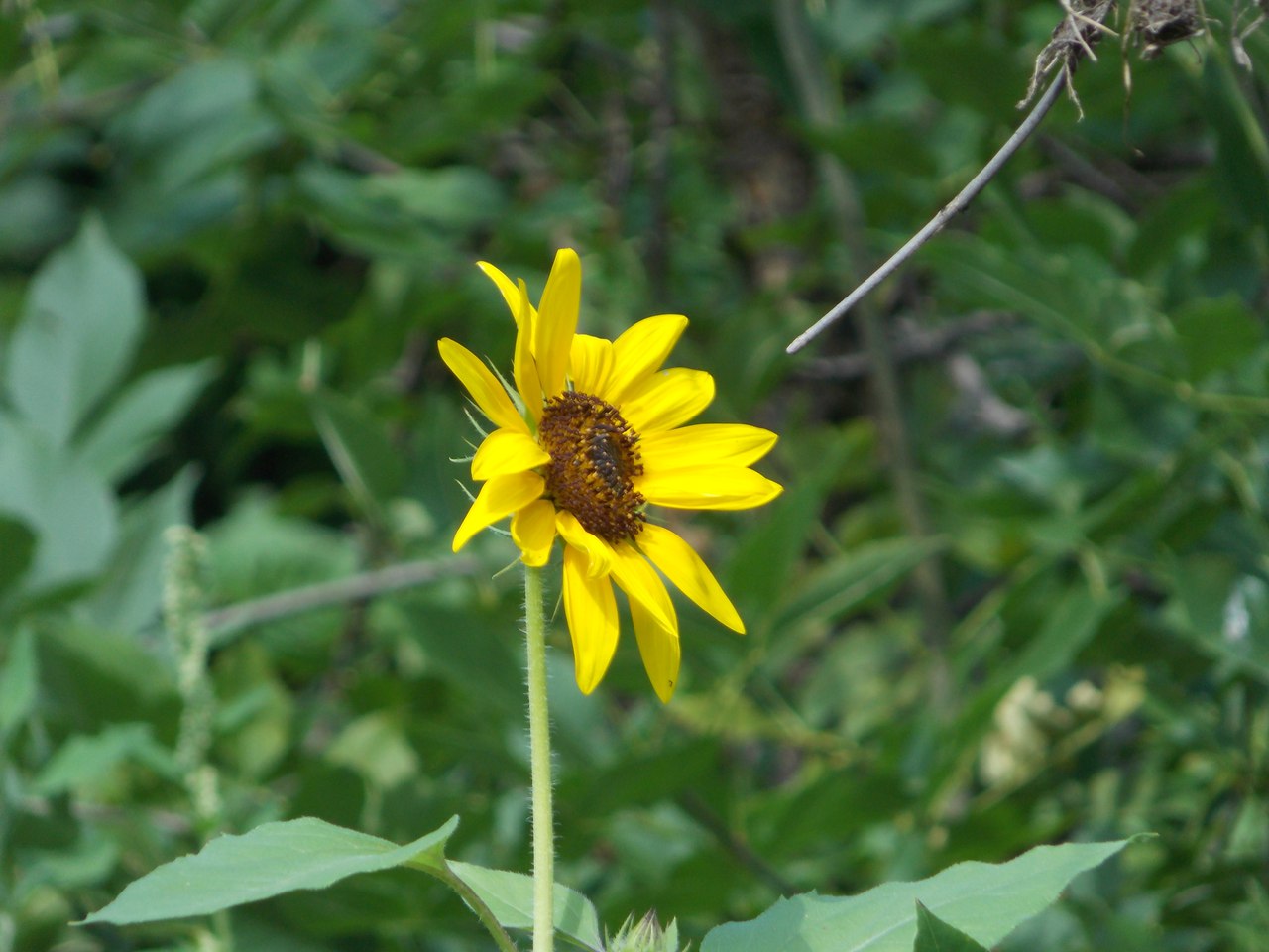 Image of Helianthus annuus specimen.