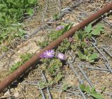 Drosanthemum floribundum