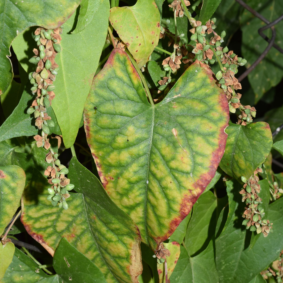 Изображение особи Fallopia convolvulus.