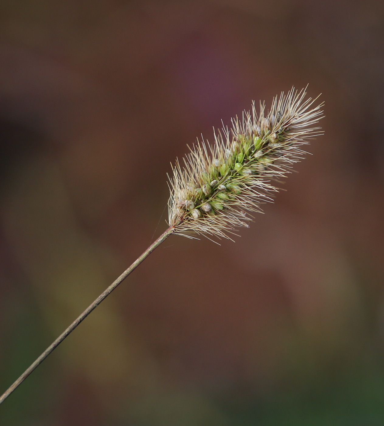 Изображение особи Setaria viridis.