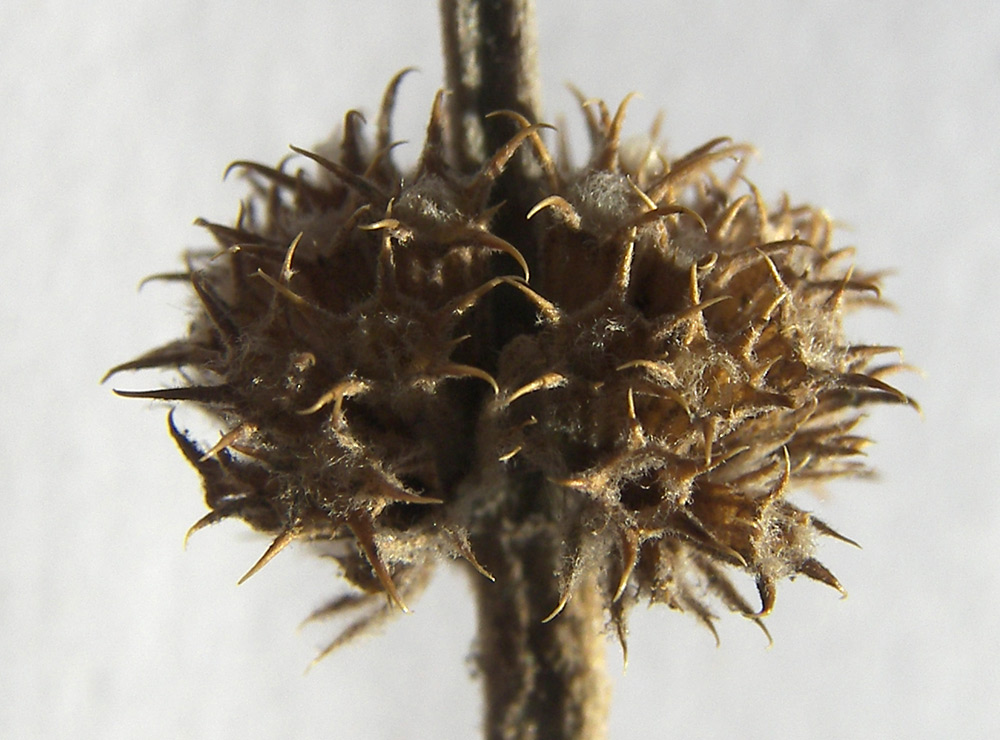 Image of Marrubium leonuroides specimen.