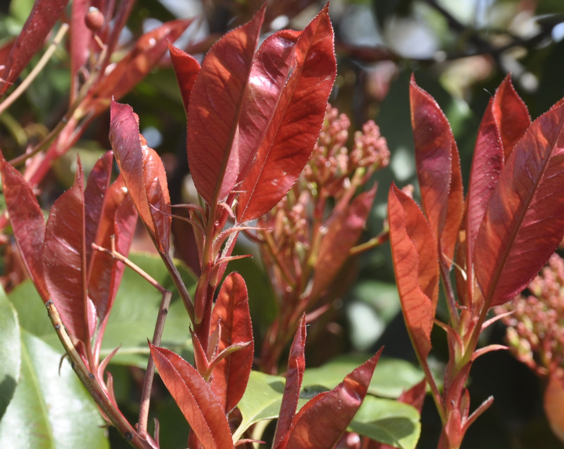 Image of Photinia &times; fraseri specimen.