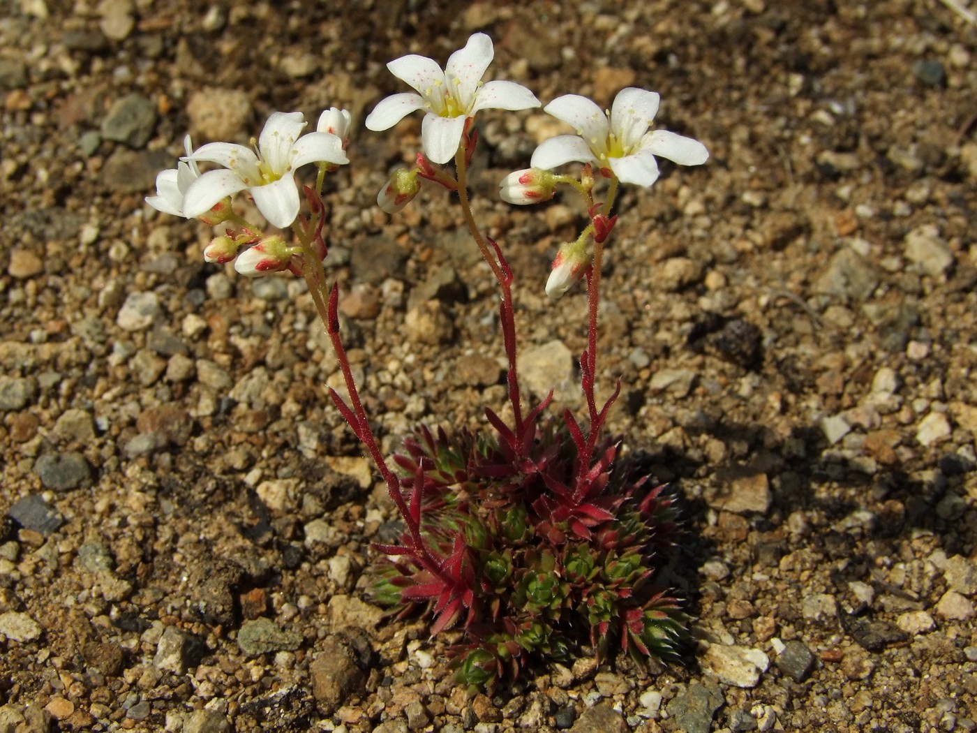 Image of Saxifraga derbekii specimen.