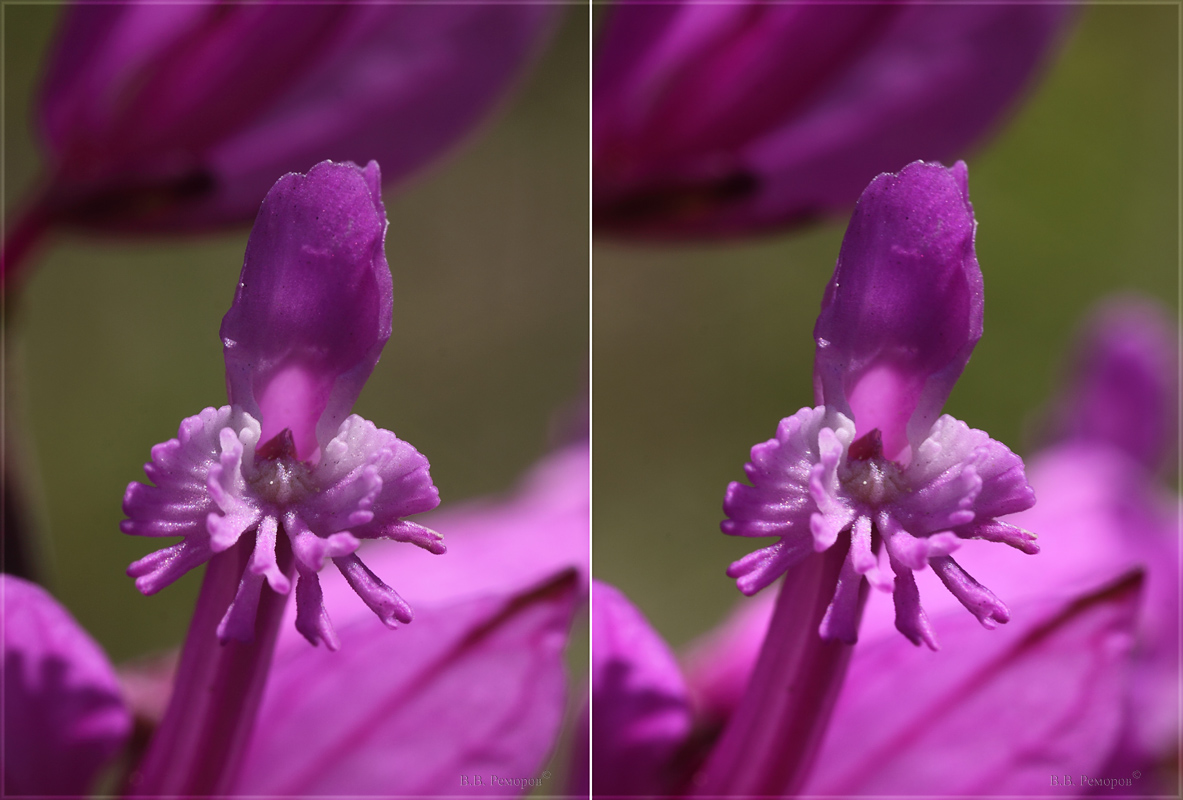 Image of Polygala major specimen.