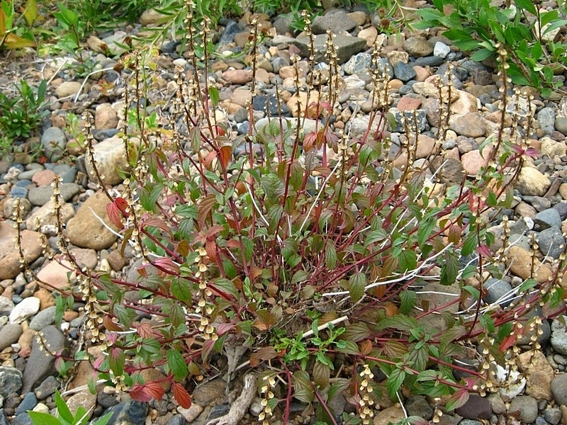 Изображение особи Scutellaria altaica.