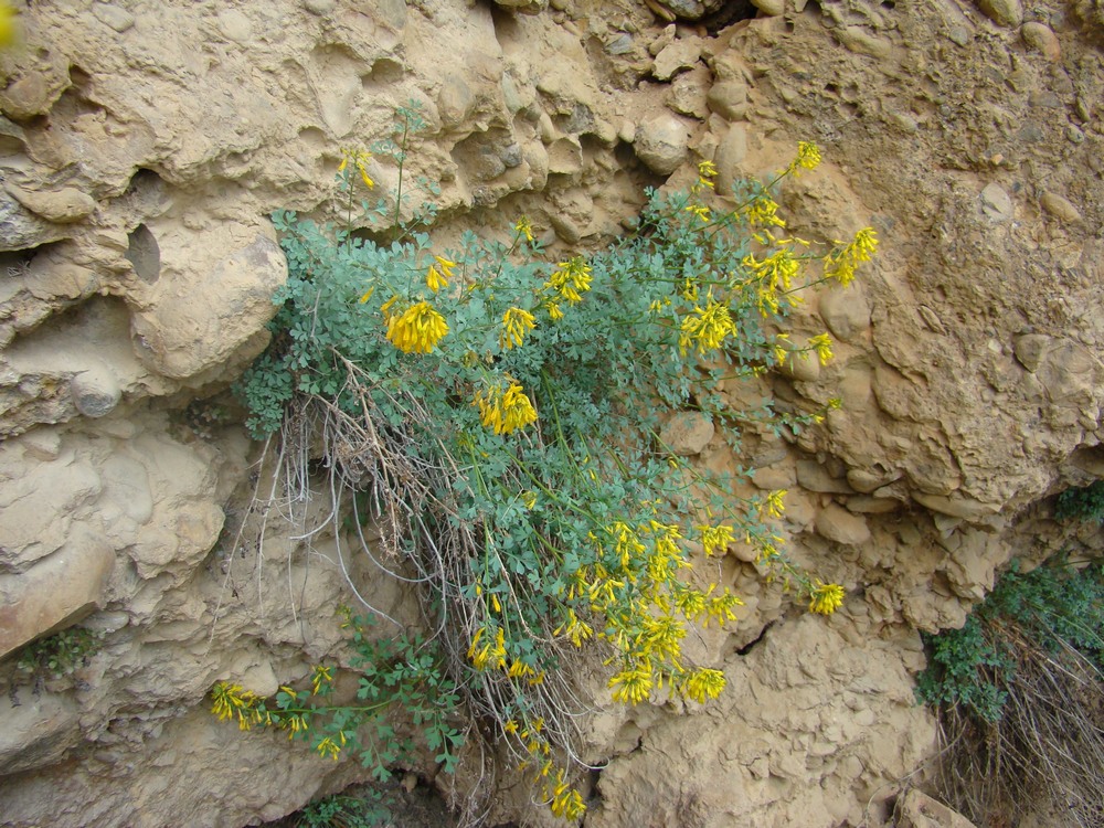 Изображение особи Corydalis subverticillata.