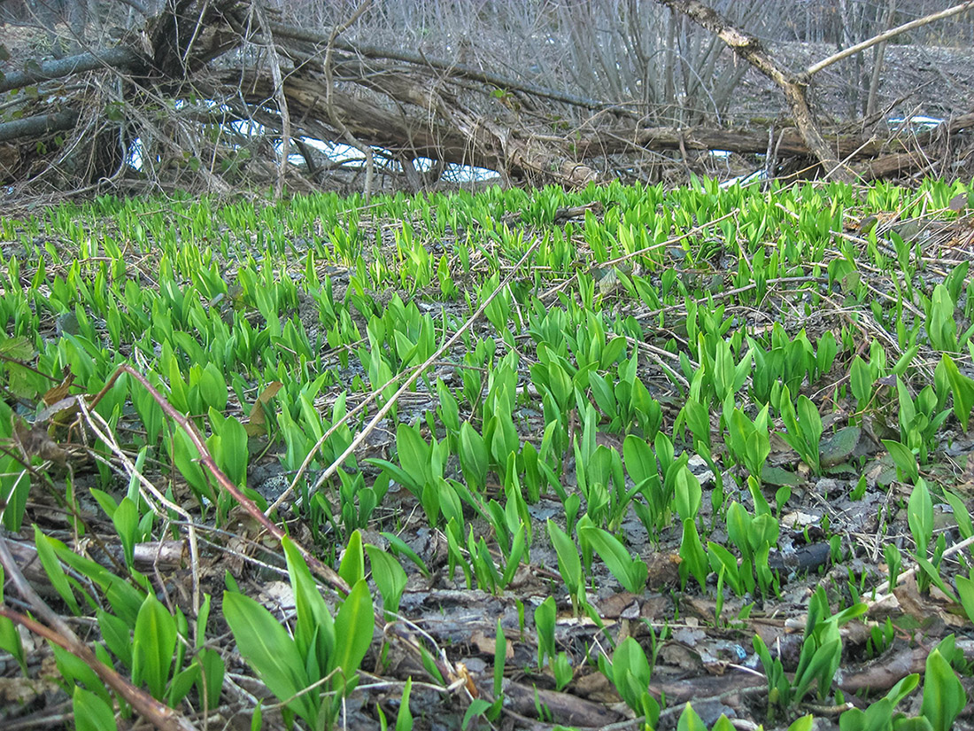 Image of Allium ursinum specimen.