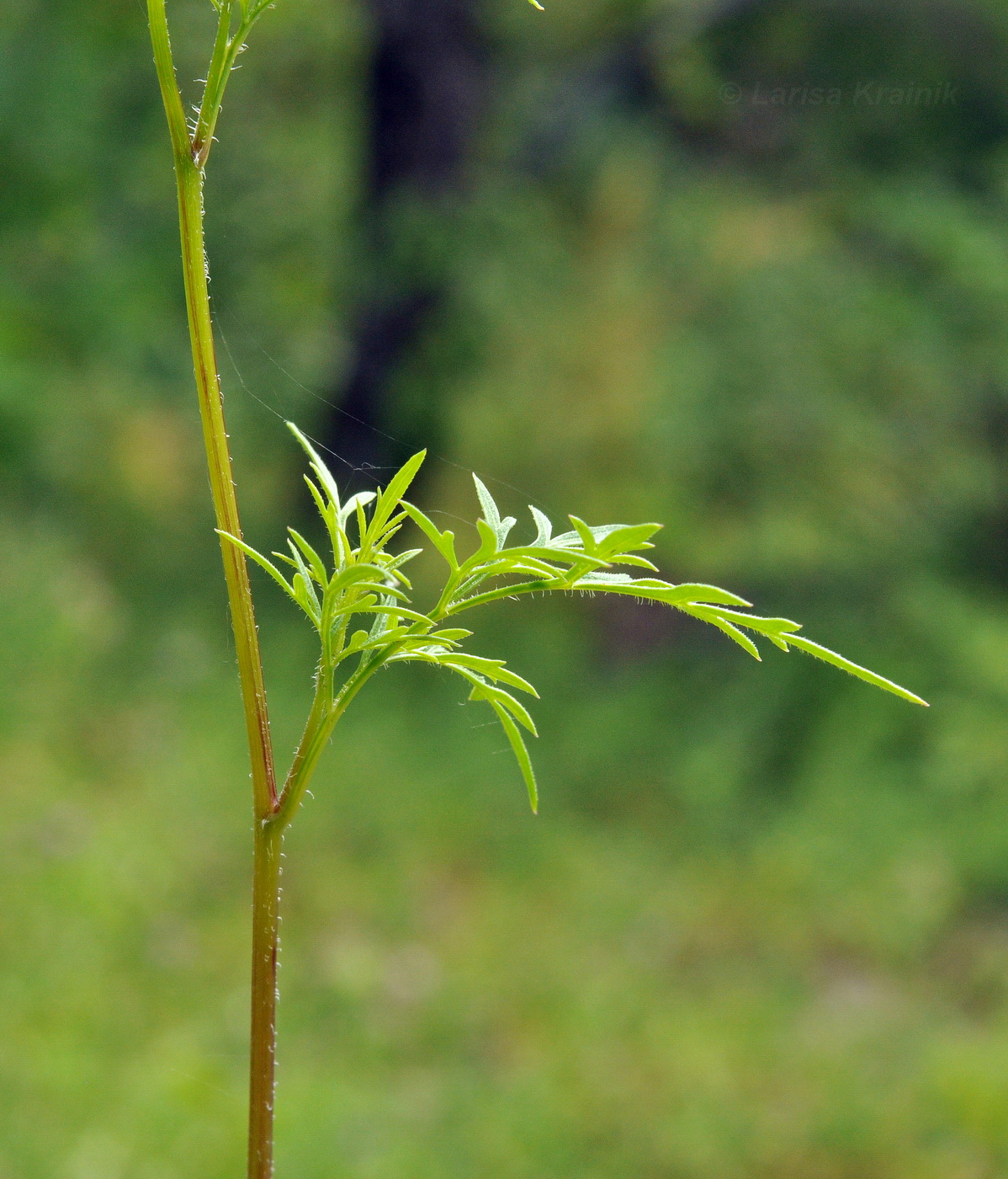 Image of Bidens parviflora specimen.