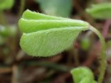 Oxalis acetosella