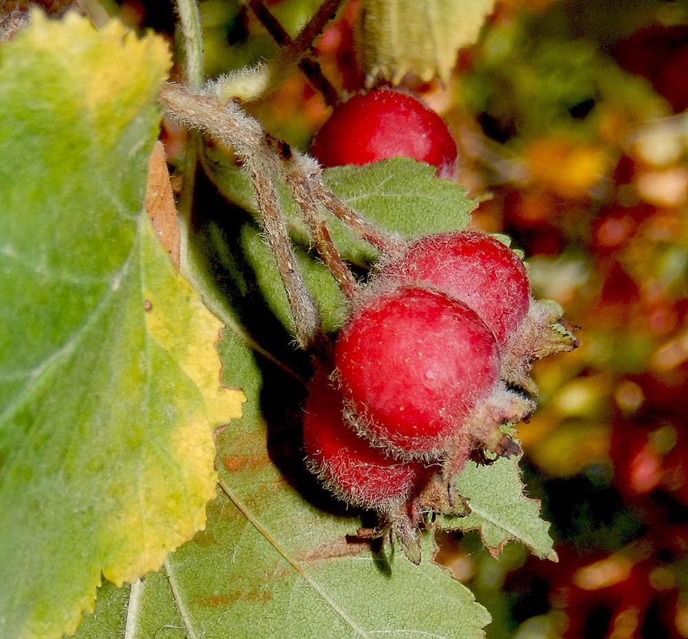 Image of Crataegus submollis specimen.