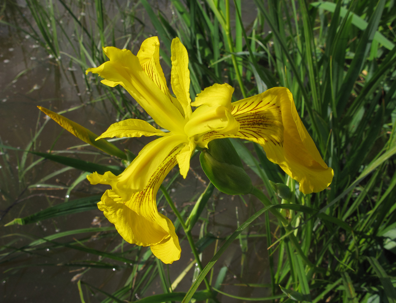 Image of Iris pseudacorus specimen.