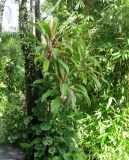 Cordyline fruticosa