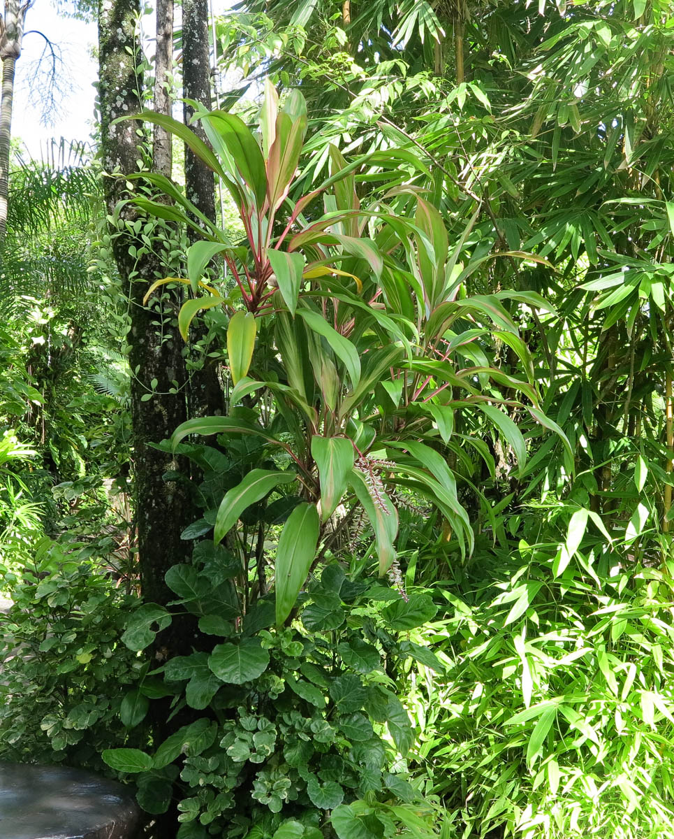 Image of Cordyline fruticosa specimen.