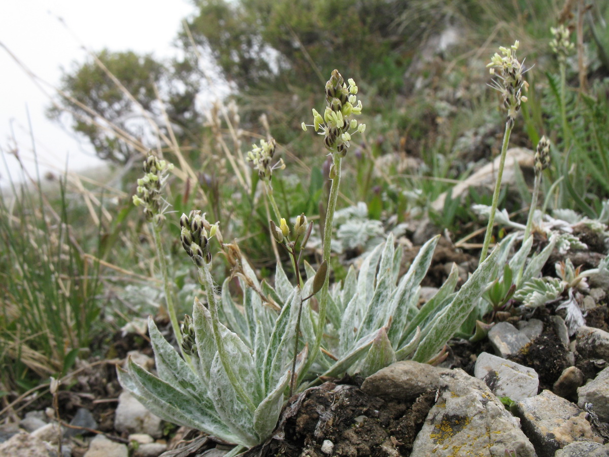 Image of Plantago arachnoidea specimen.