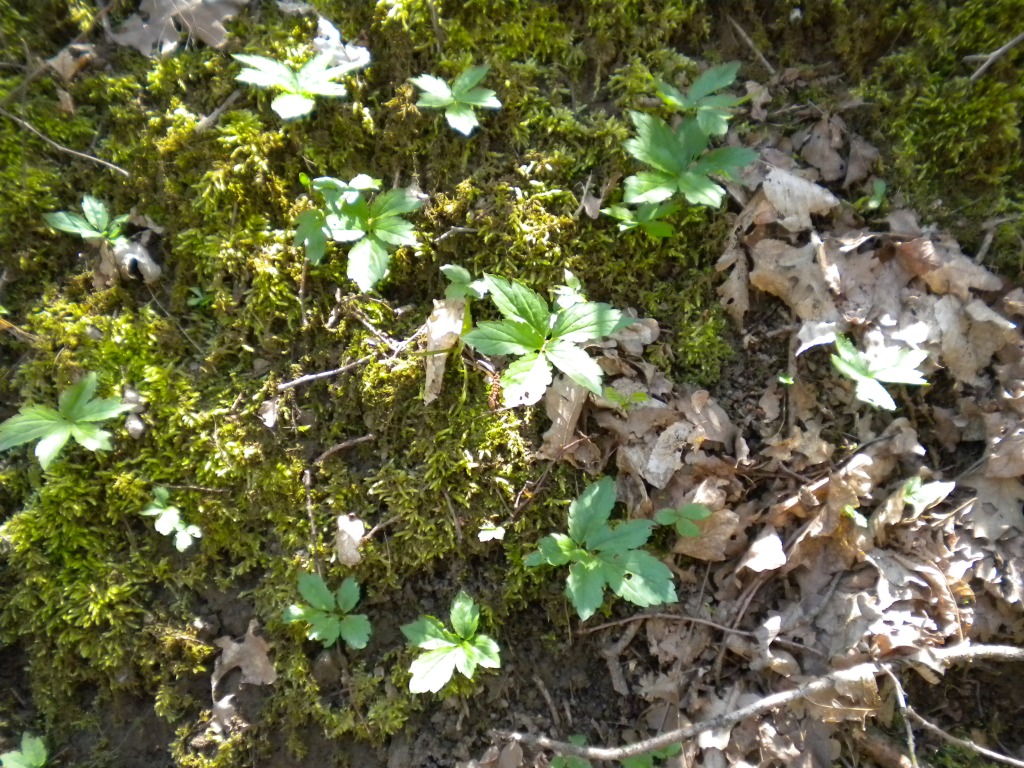 Image of Cardamine quinquefolia specimen.