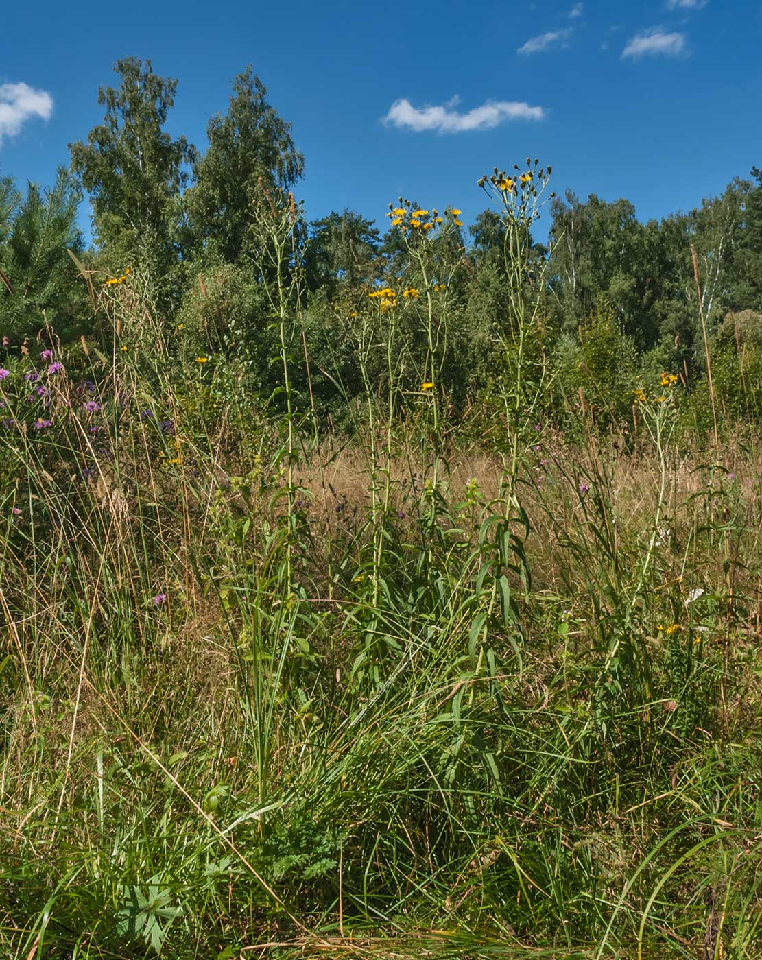 Изображение особи Hieracium umbellatum.