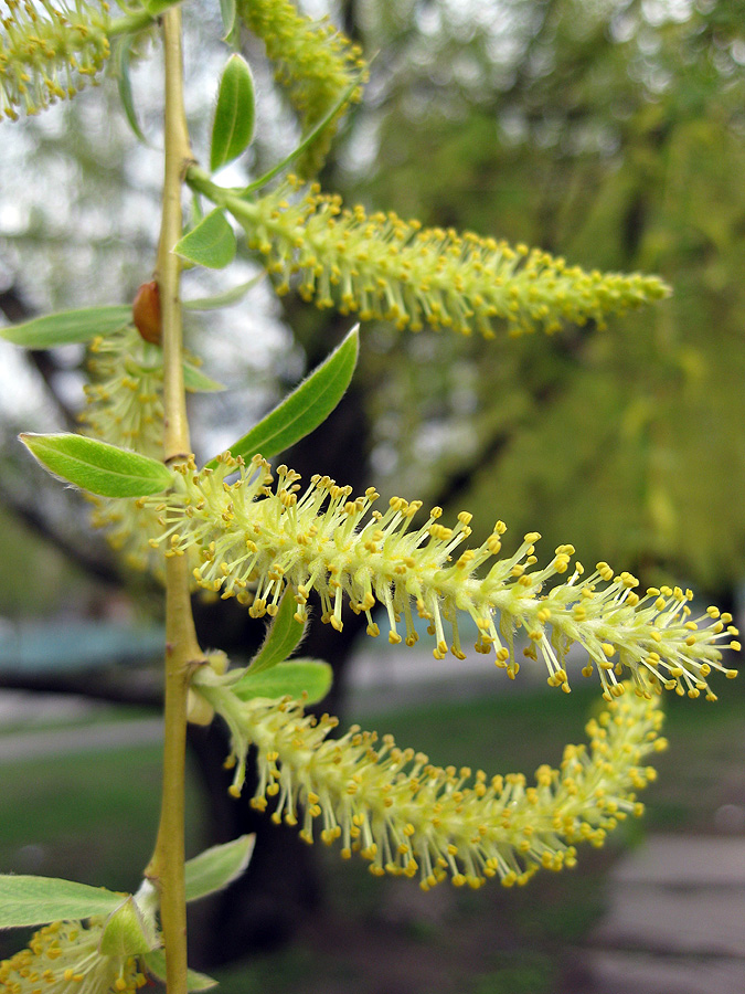 Изображение особи Salix &times; sepulcralis.