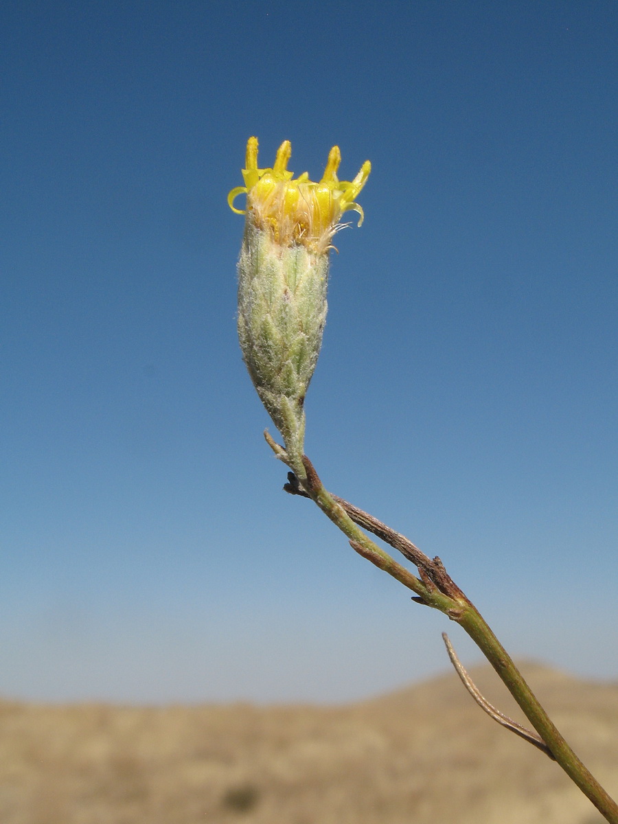 Image of Galatella scoparia specimen.