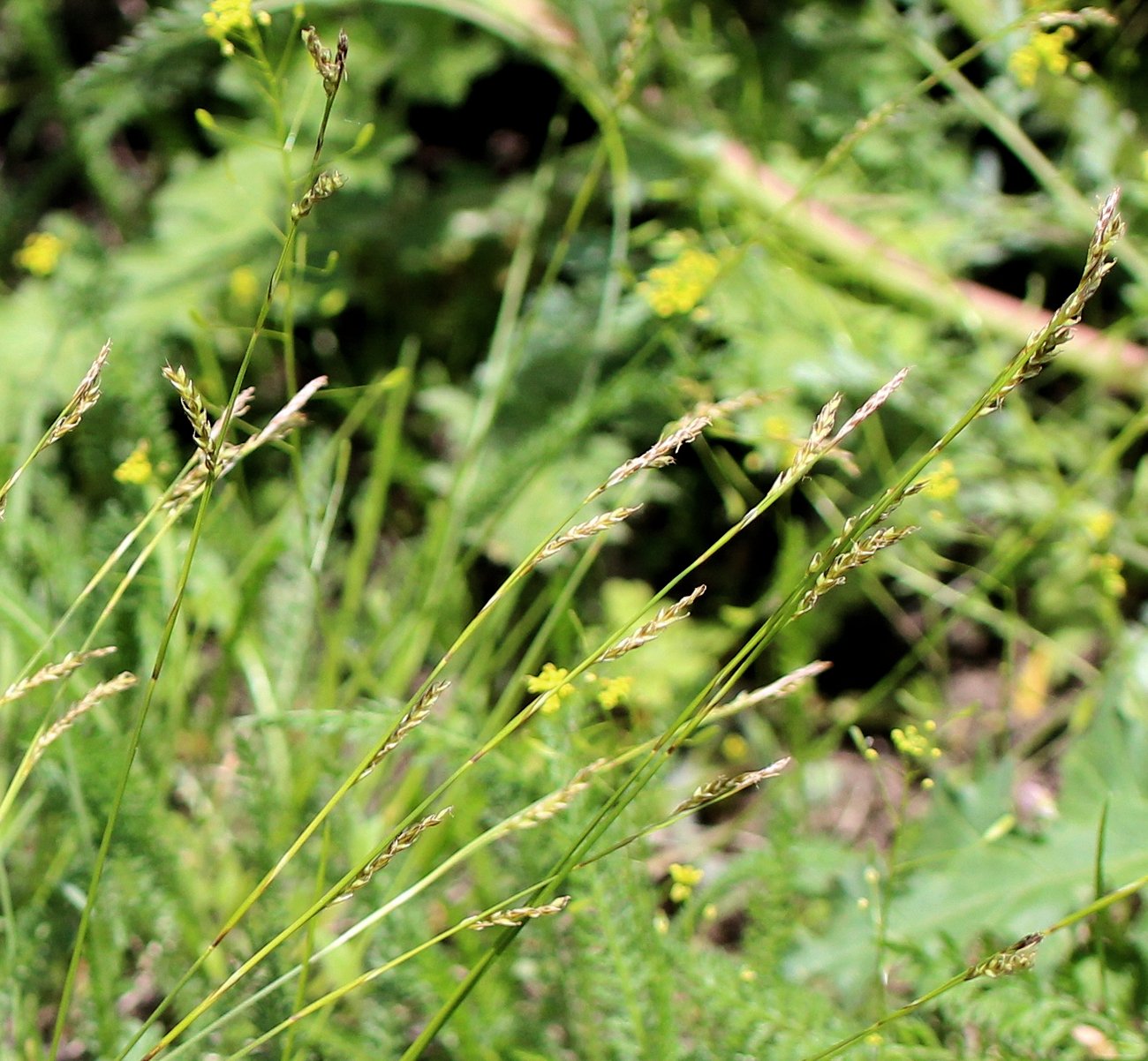 Изображение особи Carex reventa.