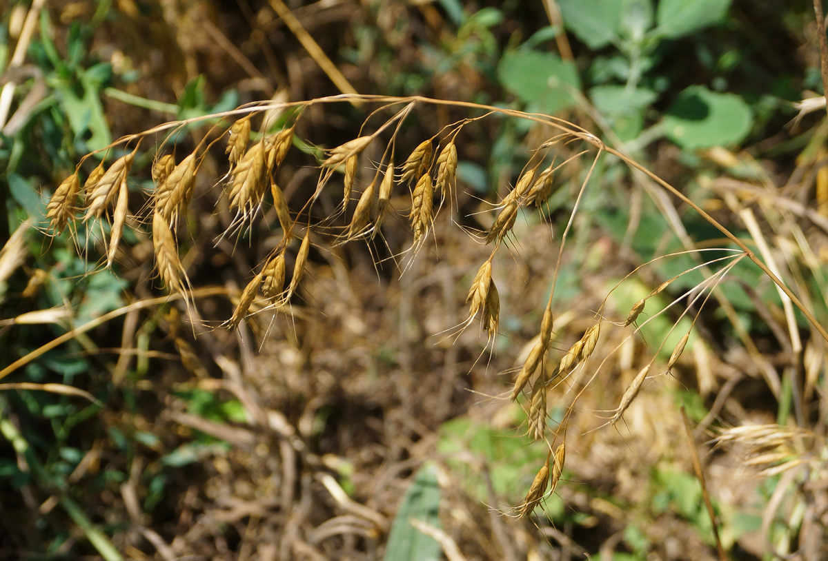 Image of genus Bromus specimen.