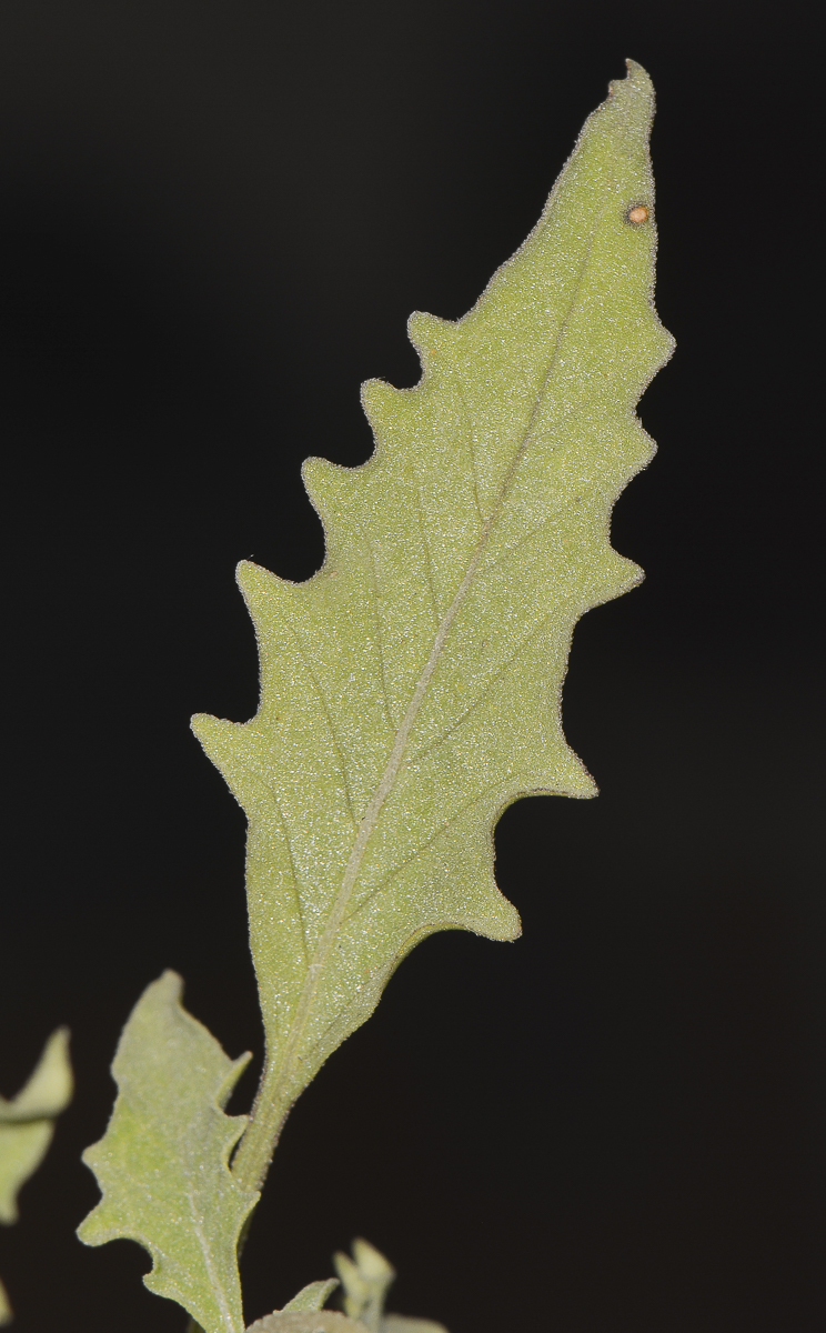 Image of Physalis angulata specimen.