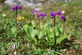 Dodecatheon frigidum. Цветущие растения. Чукотка, побережье бухты Провидения. 08.07.2014.