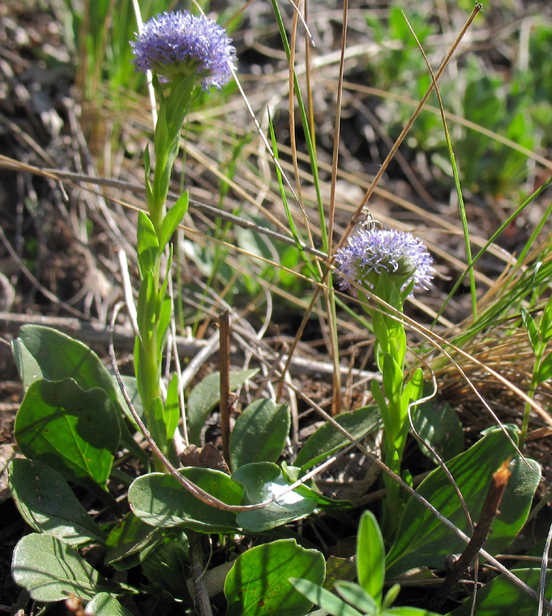 Изображение особи Globularia bisnagarica.