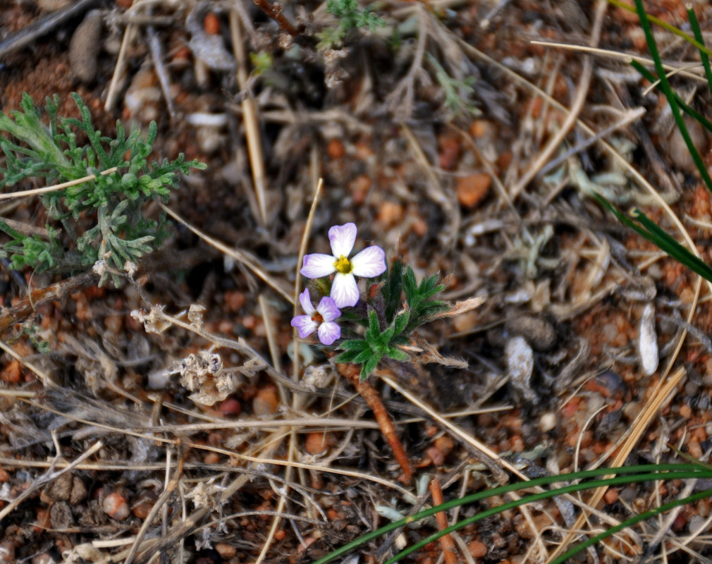 Изображение особи Dontostemon perennis.