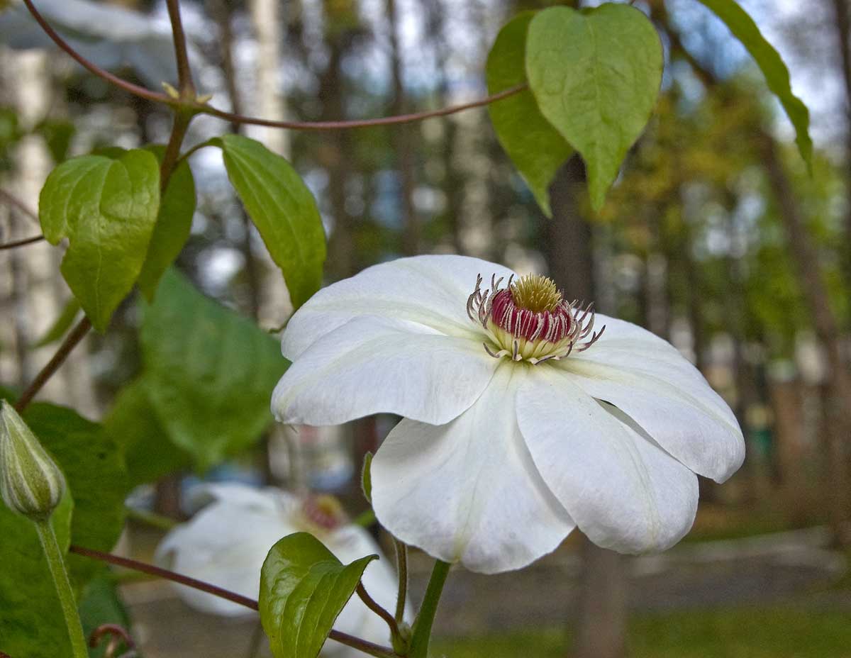 Image of Clematis &times; jackmanii specimen.