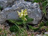 Pedicularis sibthorpii. Цветущее растение. Адыгея, Фишт-Оштеновский массив, гора Оштен, ≈ 2600 м н.у.м., каменистый склон. 06.07.2017.