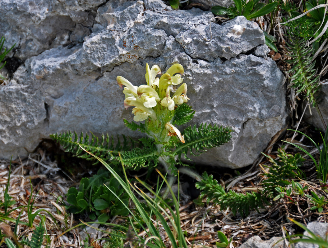 Image of Pedicularis sibthorpii specimen.