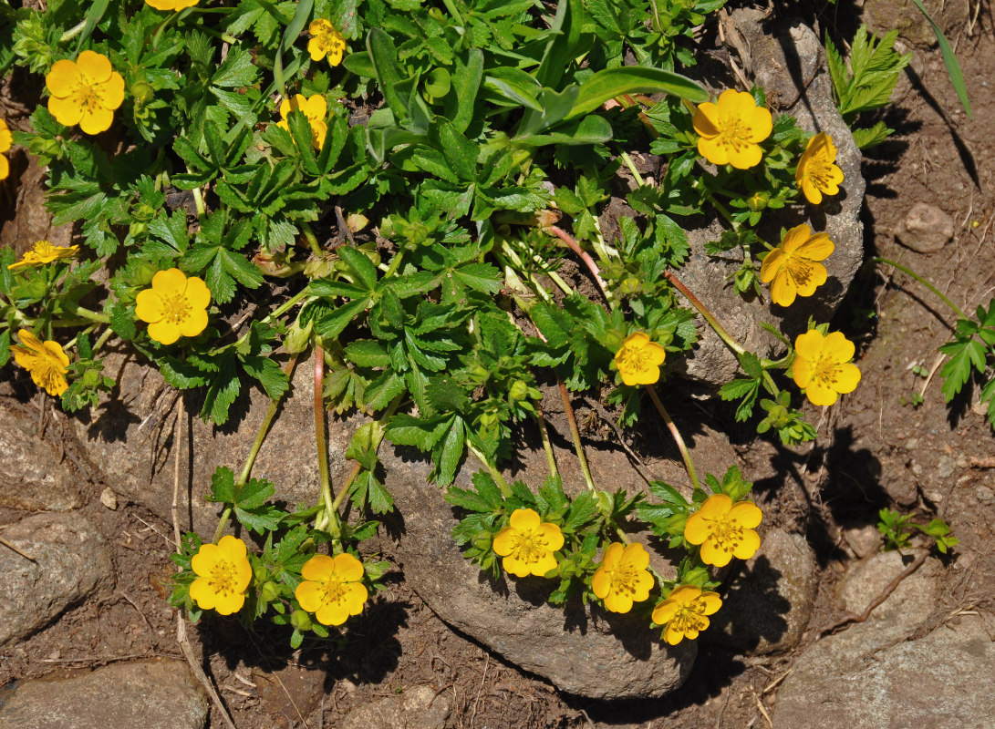 Image of Potentilla ruprechtii specimen.