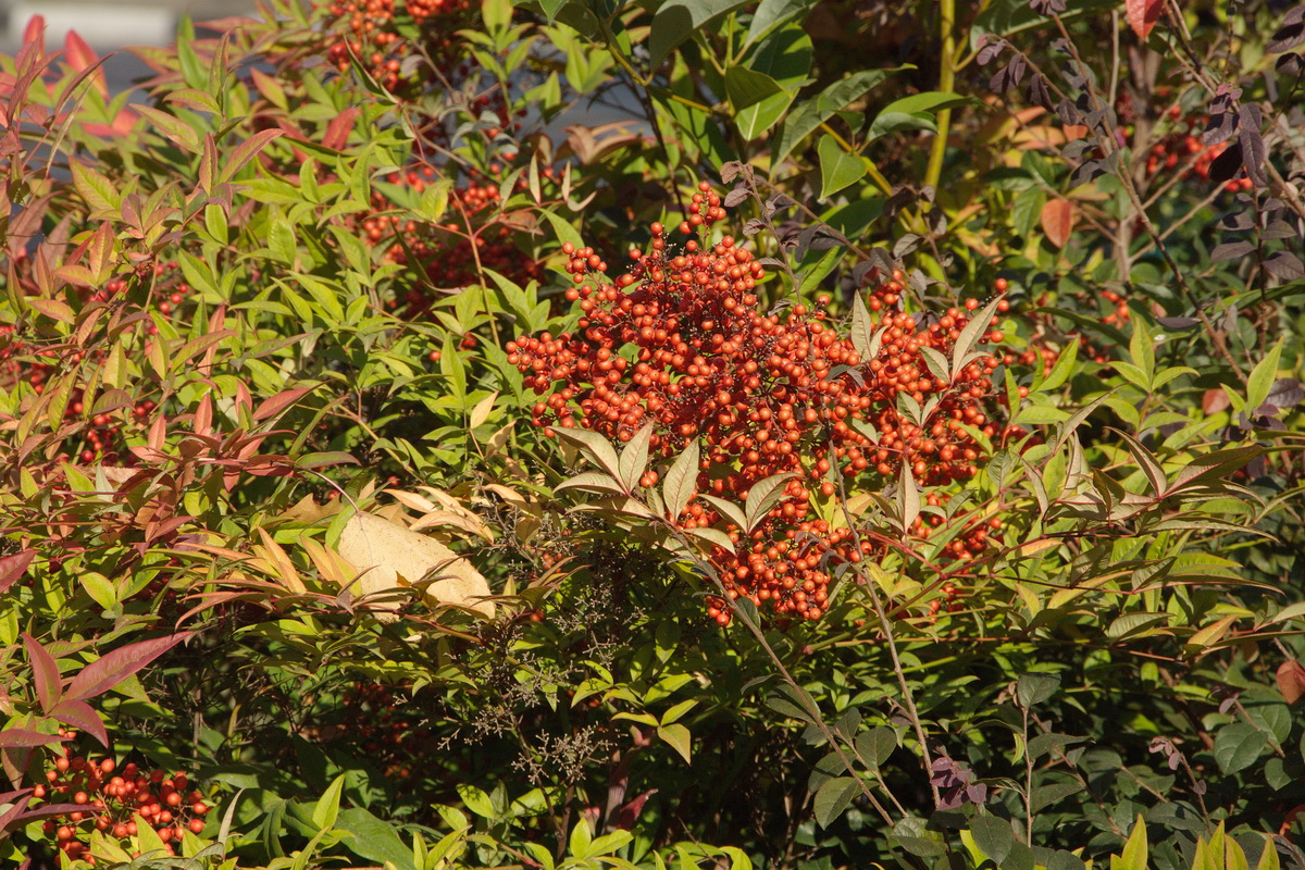 Изображение особи Nandina domestica.