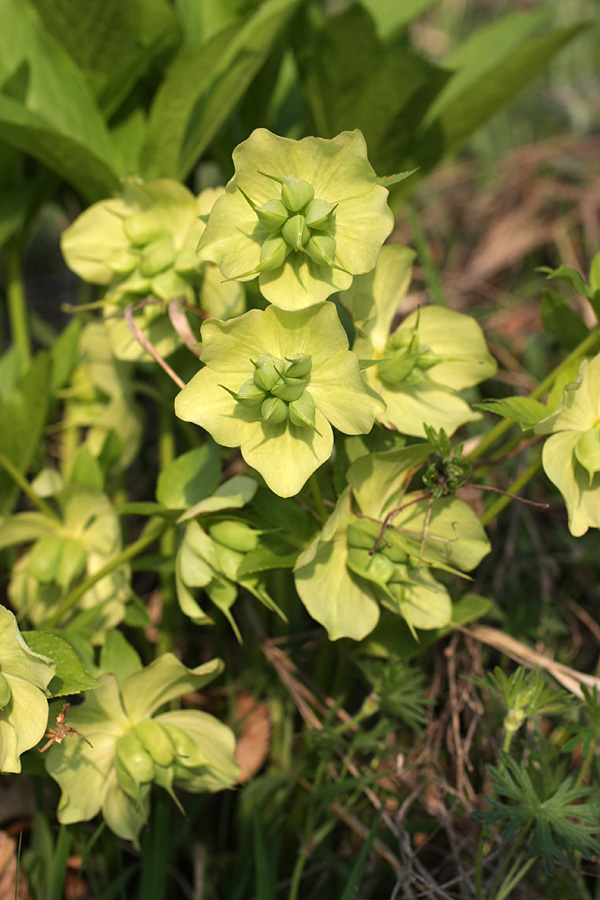 Изображение особи Helleborus caucasicus.