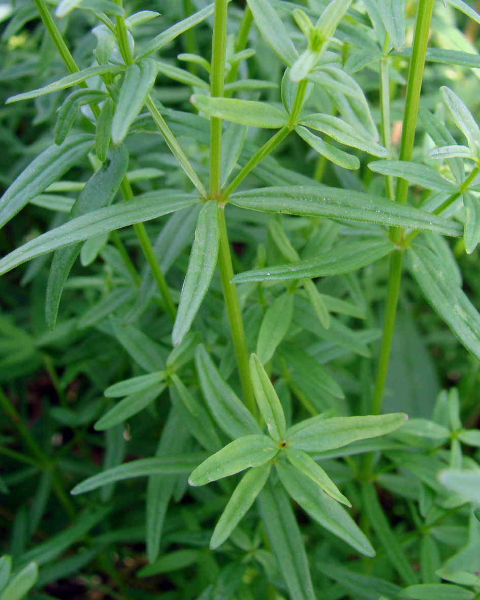 Изображение особи Galium boreale.