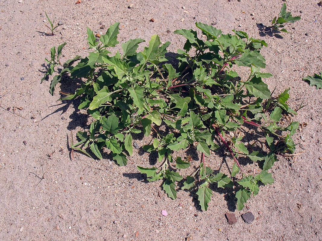 Image of Atriplex tatarica specimen.