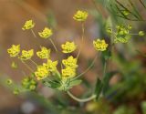 Bupleurum подвид aureum