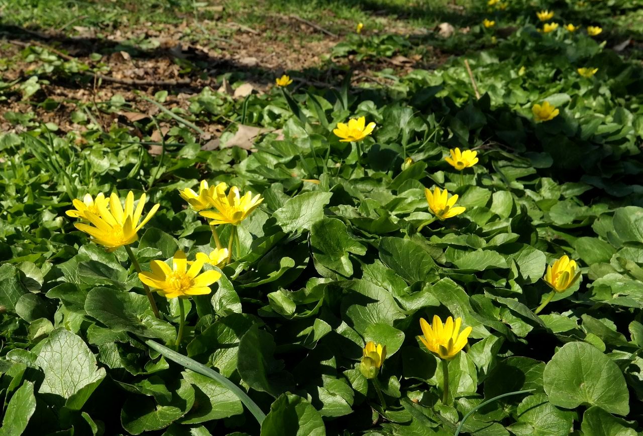 Изображение особи Ficaria calthifolia.