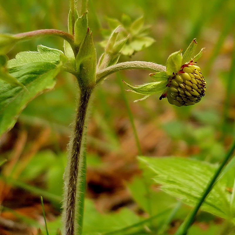 Image of Fragaria vesca specimen.